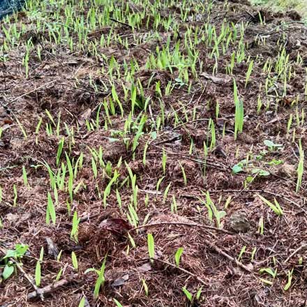 0基础保姆级毛慈菇种植技术，一看就懂，照着就能做！