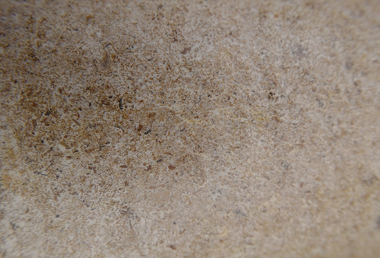 毛慈菇伴生菌生龙蛋