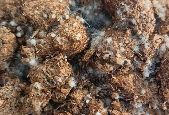 毛慈菇龙蛋繁育