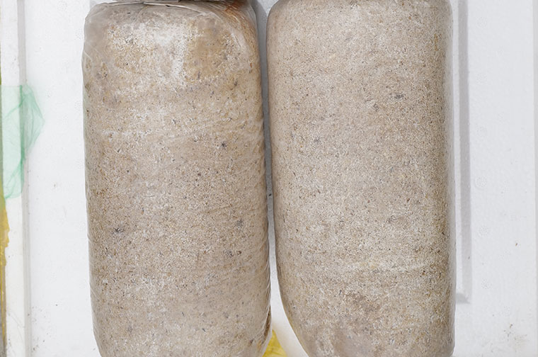 毛慈菇伴生菌生龙蛋