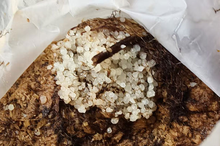 毛慈菇龙蛋繁育