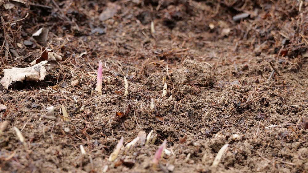 2600一公斤！ 保姆级毛慈菇（山芋头）种植攻略，从0到出苗全流程