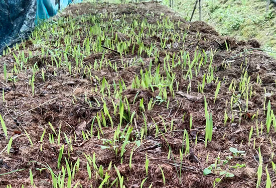 林下紫珠生财路，山慈菇（毛慈菇、山芋头）香漫振兴途