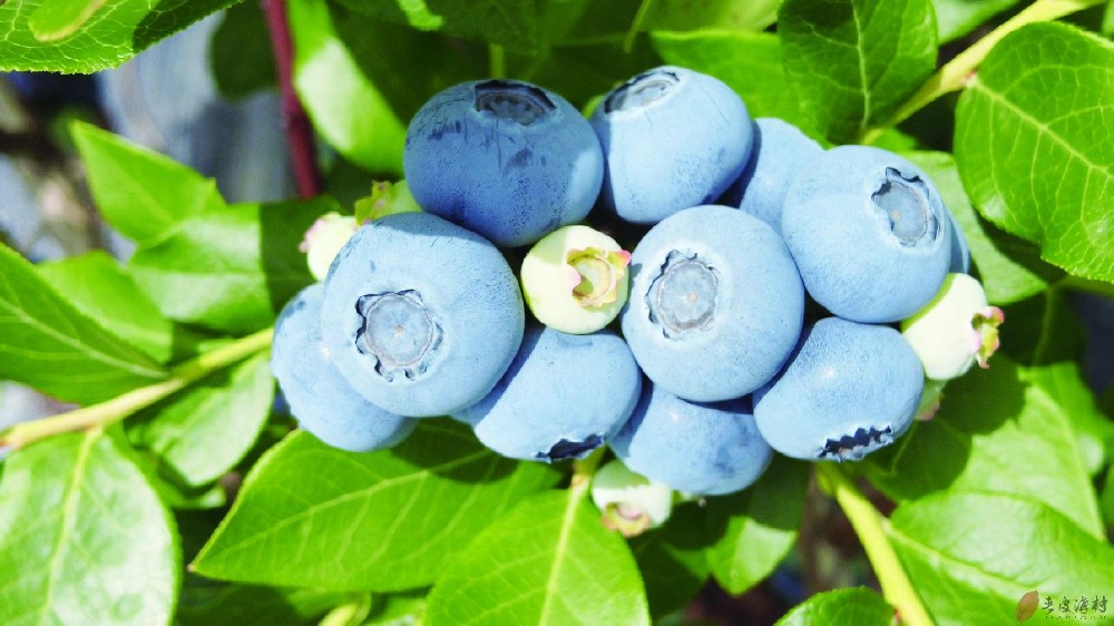 临江市宝山蓝莓熟了