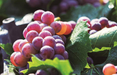 秋染集安鲜果飘香