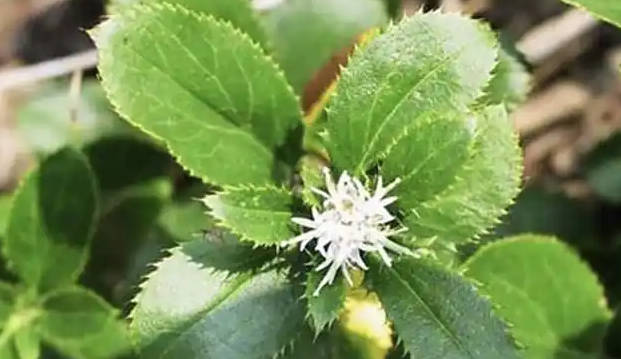 包金台村中药材种植——药香致富路