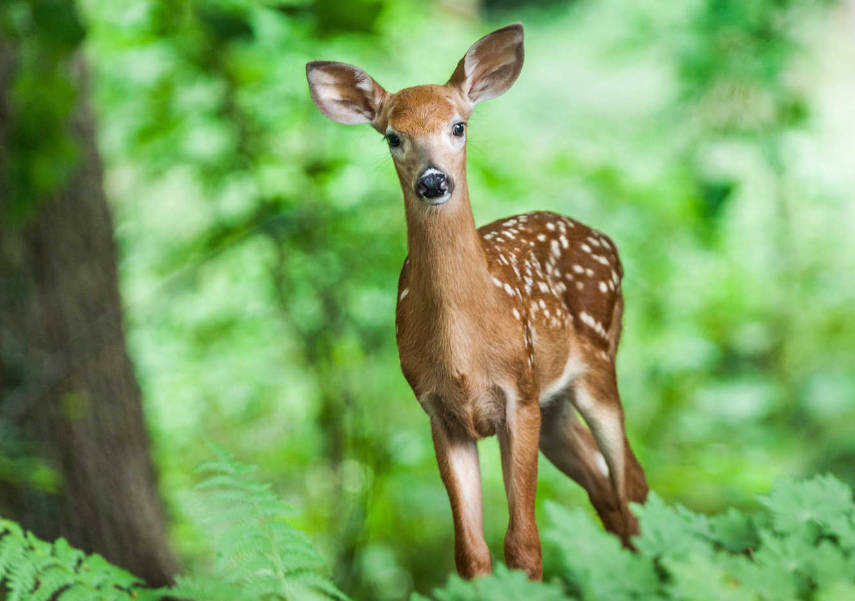 长白山梅花鹿的传说故事