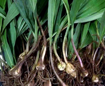 山慈菇与白及的鉴别